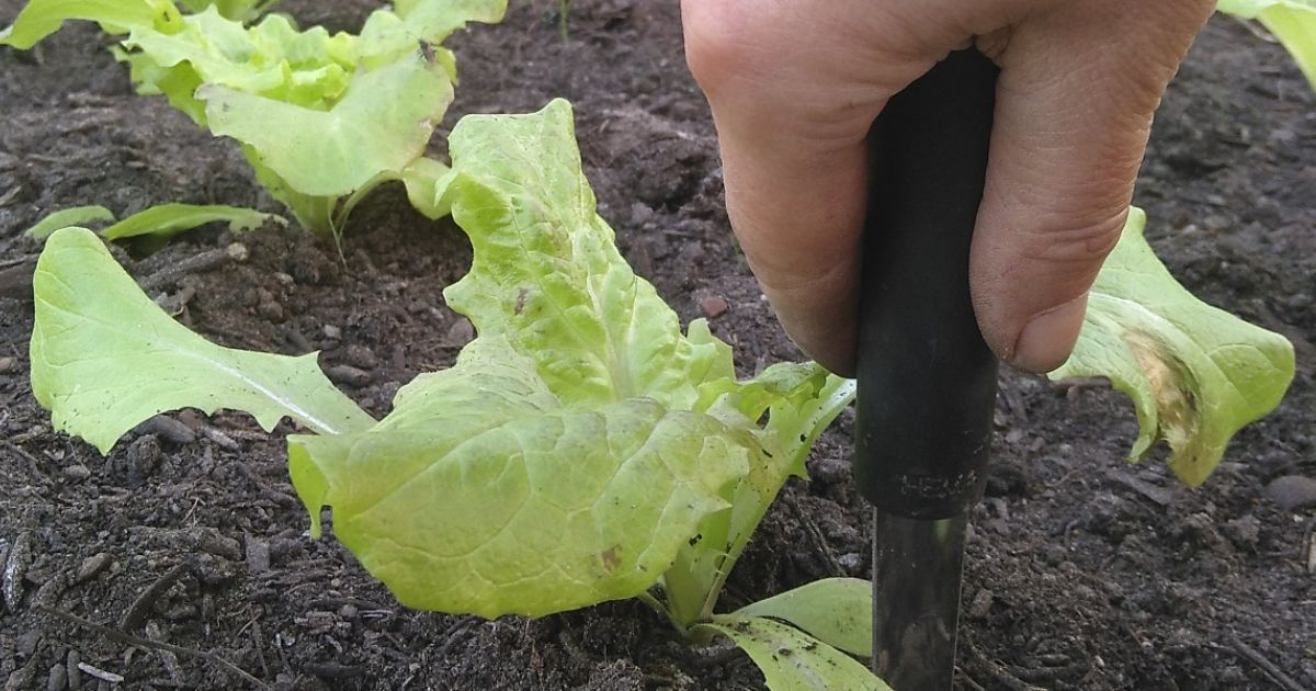 Bodenprobe für Soil Food Web analyse bei Salat